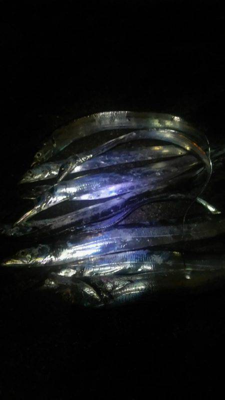 久々の太刀魚満足釣行☆