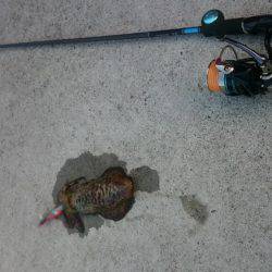 早朝アオリイカ