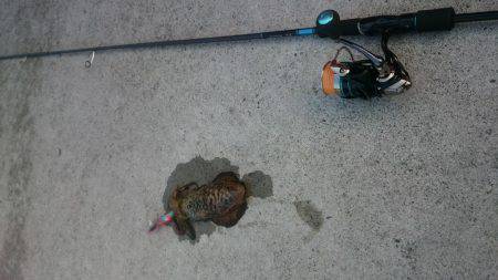 早朝アオリイカ