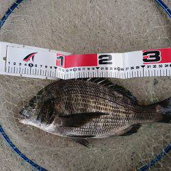 潮があまり動かず渋い釣果