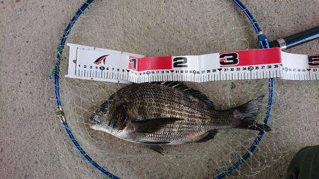 潮があまり動かず渋い釣果