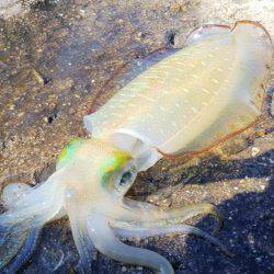 teamゲッソー調査隊