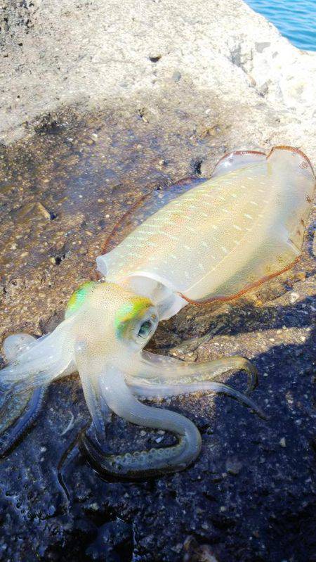 teamゲッソー調査隊