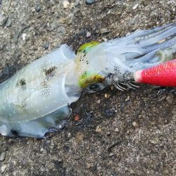 teamゲッソー調査隊