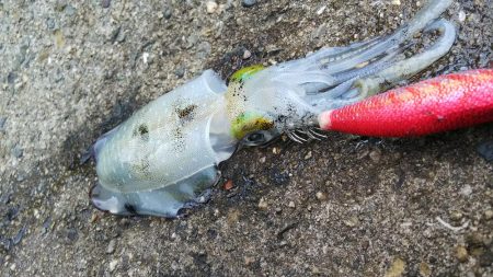 teamゲッソー調査隊