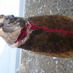 ツバス・ヒラメ