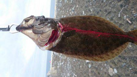 ツバス・ヒラメ