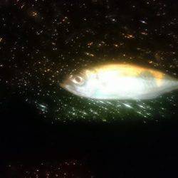 鯵時々太刀魚カッター…