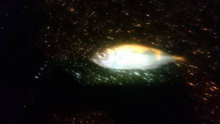 鯵時々太刀魚カッター…