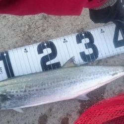 ライトショアジギング