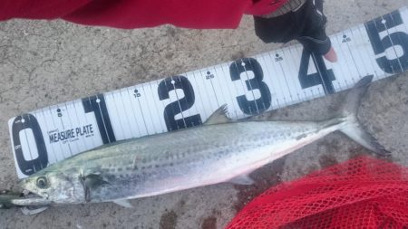 ライトショアジギング