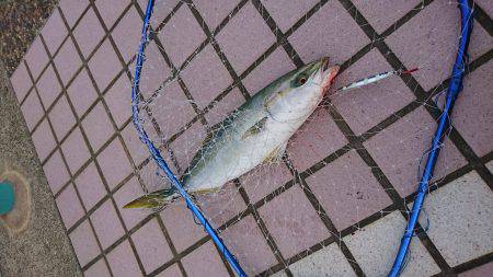 デイジギング&ワインド