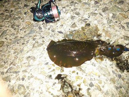 ナイターエギング