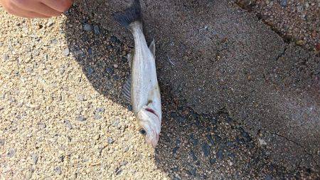 ヒラメとセイゴ