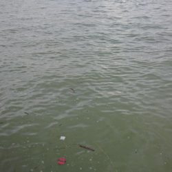 台風後②なんとか