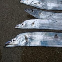 津田でタチウオ好調