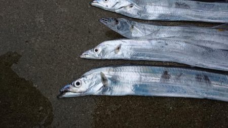 津田でタチウオ好調