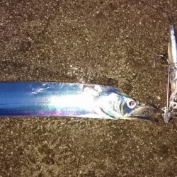 津田でタチウオ爆釣