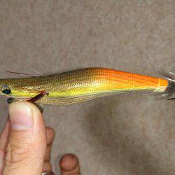 アオリじゃなく、、、