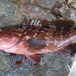 今日は久しぶりのロック