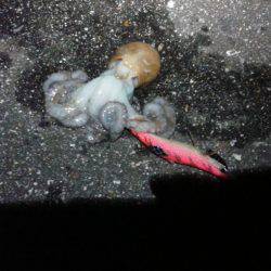 初めてのジギング