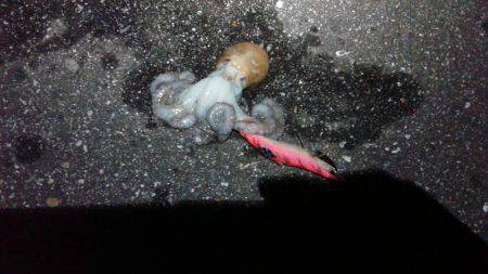 初めてのジギング