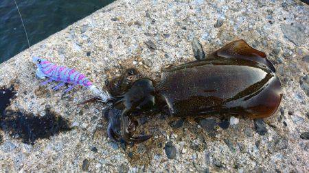 ちょこっとエギング