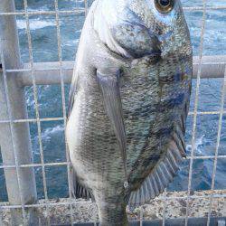 初めてクロダイをつりました。