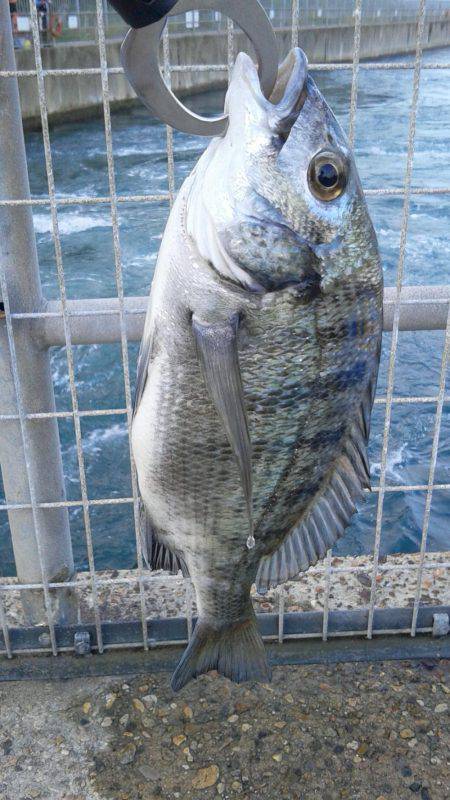 初めてクロダイをつりました。