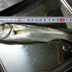 夜明け前から頑張ったものの・・・