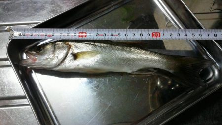 夜明け前から頑張ったものの・・・