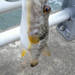 さぐれど、さぐれど、フグばかり