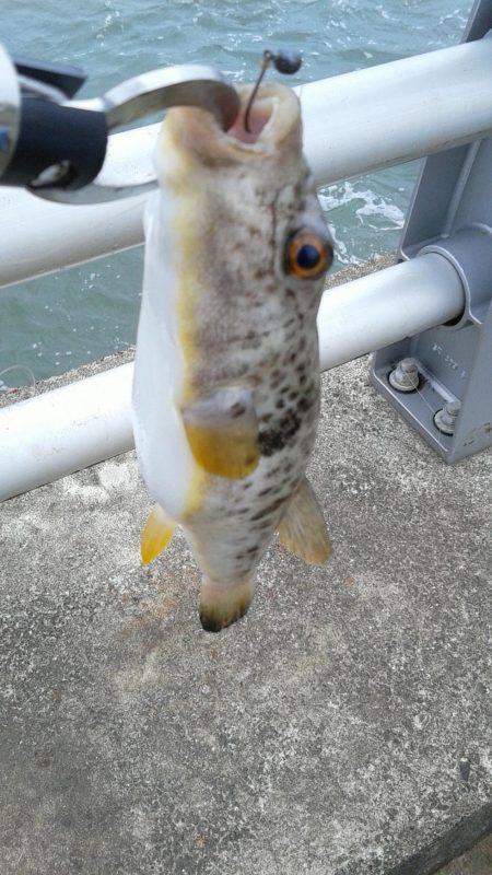 さぐれど、さぐれど、フグばかり