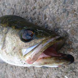 ポロリポロリ…