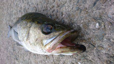 ポロリポロリ…