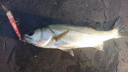 ちゃんと食べれてる？