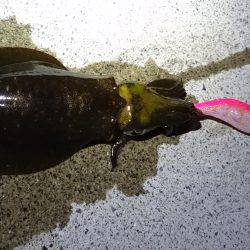 短時間エギング