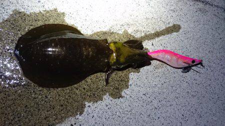 短時間エギング