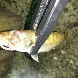 久々のアジング