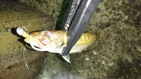 久々のアジング