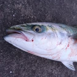 ブルーランナー