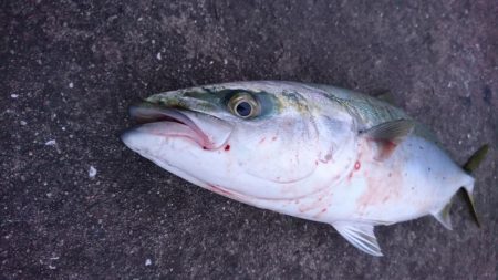 ブルーランナー