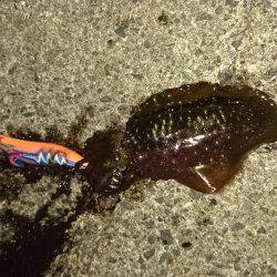 １時間半おきにポツン