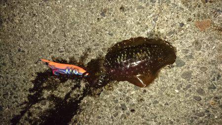 １時間半おきにポツン