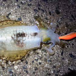 昨日に続き出撃