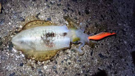 昨日に続き出撃