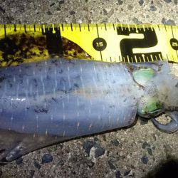 今秋シーズン初