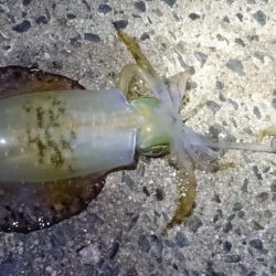 台風の後、仕事終わりに