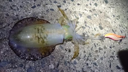 台風の後、仕事終わりに