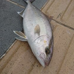 ノマセで青物　in　和歌山マリーナシティ
